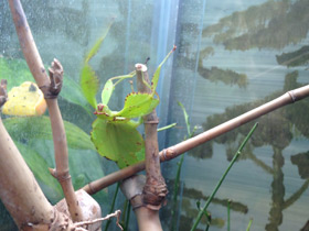 Фото Палочник-листовидка