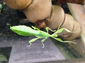 Фото Палочник-листовидка