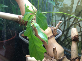 Фото Палочник-листовидка