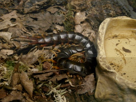 Смотреть фото Настоящие сколопендры Фото Настоящие сколопендры