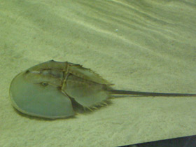 Фото Мечехвосты