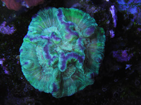 Трахифиллии