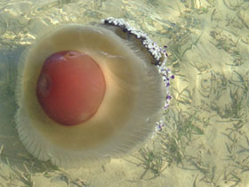 Фото Котилориза