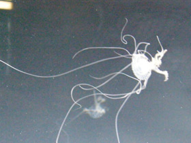 Смотреть фото Медуза амакуза Фото Медуза амакуза