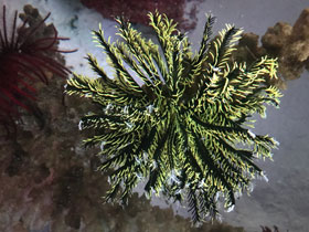 Смотреть фото Морские лилии Фото Морские лилии