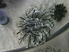 Смотреть фото Морские лилии Фото Морские лилии