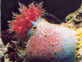 Фото Трехцветная голотурия