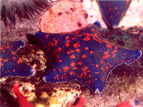 Фото Гребешковая патирия