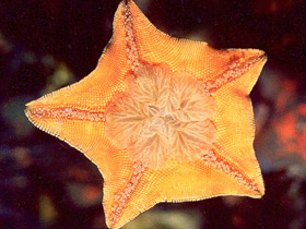 Фото Гребешковая патирия