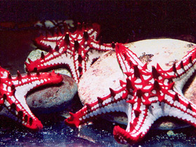 Смотреть фото Красношипый протореастер Фото Красношипый протореастер