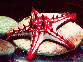 Красношипый протореастер