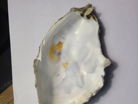 Смотреть фото Устрицы Фото Устрицы