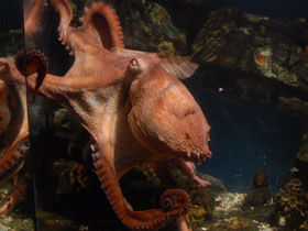 Фото Осьминог Дофлейна