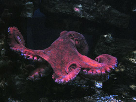 Фото Осьминог Дофлейна