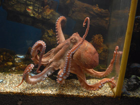 Фото Осьминог Дофлейна