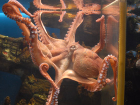 Фото Осьминог Дофлейна