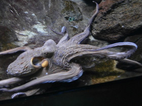 Фото Обыкновенный осьминог