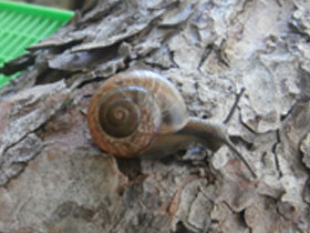 Смотреть фото Кустарниковая улитка Фото Кустарниковая улитка