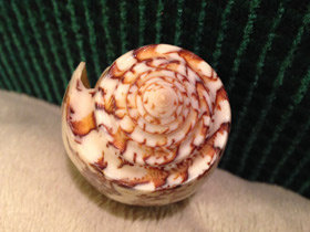 Смотреть фото Струйчатый конус Фото Струйчатый конус