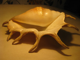 Смотреть фото Гигантский лямбис Фото Гигантский лямбис