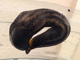 Смотреть фото Сизо-черный слизень Фото Сизо-черный слизень