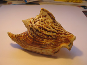 Смотреть фото Стромбус Петушиный хвост Фото Стромбус Петушиный хвост