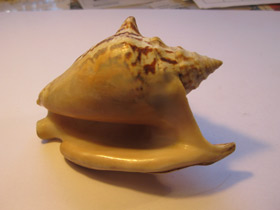 Смотреть фото Стромбус Петушиный хвост Фото Стромбус Петушиный хвост