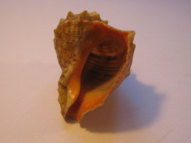 Смотреть фото Рапановые Фото Рапановые