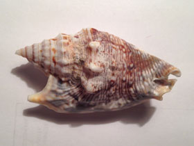 Фото Стромбус Дианы