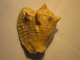 Смотреть фото Гигантский стромбус Фото Гигантский стромбус