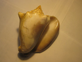 Смотреть фото Гигантский стромбус Фото Гигантский стромбус