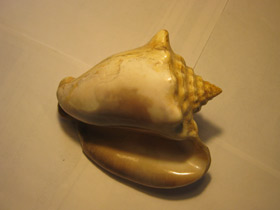 Смотреть фото Гигантский стромбус Фото Гигантский стромбус