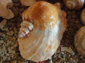 Фото Широчайший стромбус