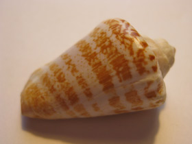 Фото Стромбус лухуанус