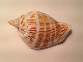 Фото Каёмчатый стромбус