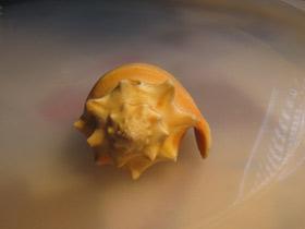 Фото Вест-Индский бойцовый стромбус