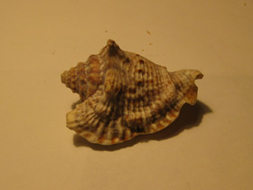 Смотреть фото Лягушачий стромбус Фото Лягушачий стромбус