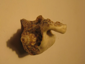 Смотреть фото Лягушачий стромбус Фото Лягушачий стромбус