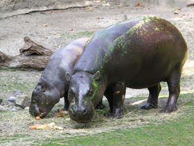 Фото Карликовый бегемот