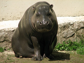Смотреть фото Карликовый бегемот: малыш из Либерии Фото Карликовый бегемот: малыш из Либерии