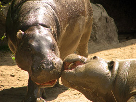 Карликовый бегемот
