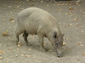 Смотреть фото Бабируса Фото Бабируса