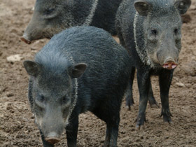 Смотреть фото Ошейниковый пекари Фото Ошейниковый пекари