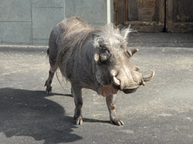 Смотреть фото Пустынный бородавочник Фото Пустынный бородавочник