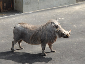 Смотреть фото Пустынный бородавочник Фото Пустынный бородавочник