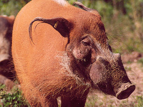 Кистеухая свинья Кистеухая свинья