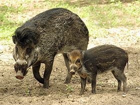Смотреть фото Висайская бородавчатая свинья Фото Висайская бородавчатая свинья