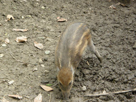 Смотреть фото Висайская бородавчатая свинья Фото Висайская бородавчатая свинья