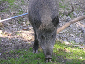 Смотреть фото Кабан Фото Кабан