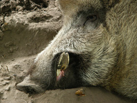 Смотреть фото Кабан Фото Кабан